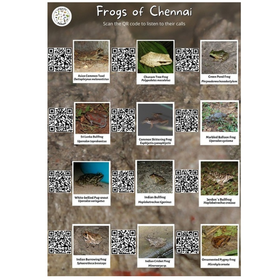 Frogs of Chennai